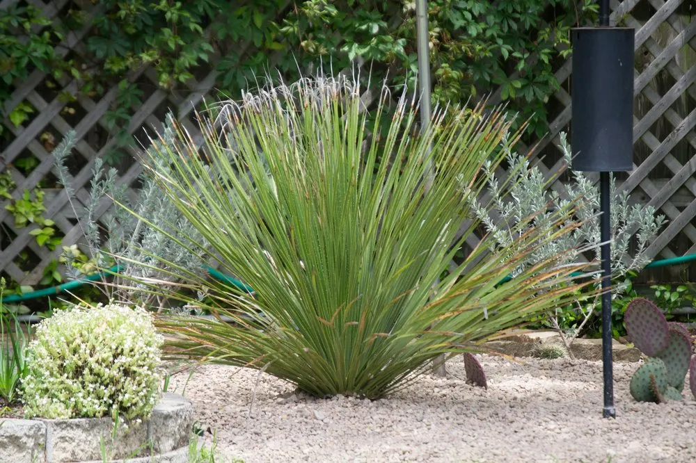 Local lawn mowing service experts serving San Antonio, TX - Venture Organic