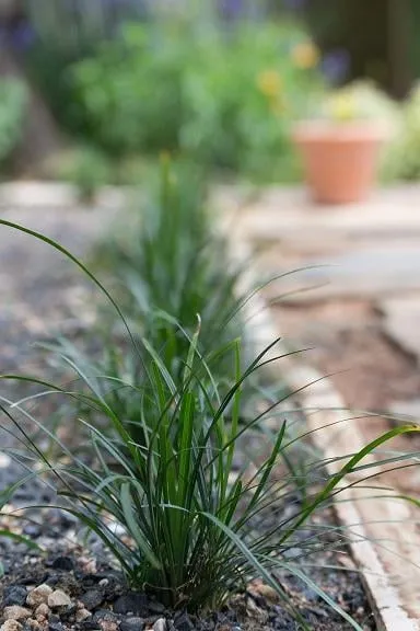 Local landscaping services with custom design across San Antonio, TX - Venture Organic