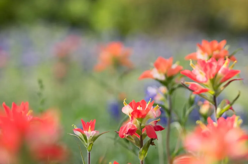 Custom landscape installation experts serving San Antonio, TX - Venture Organic