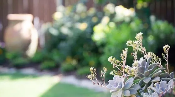 Local garden landscaping experts serving San Antonio, TX - Venture Organic