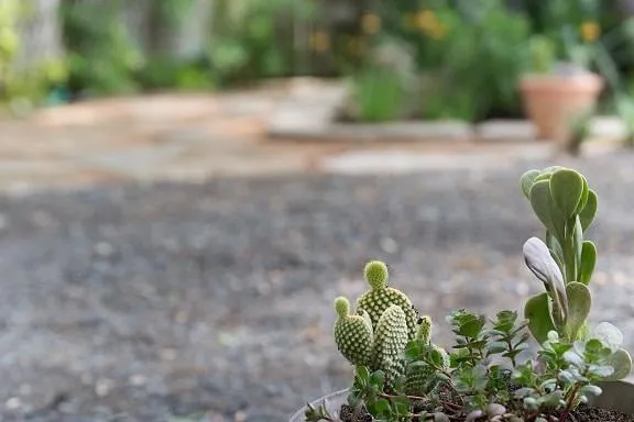 Trusted landscaping services in San Antonio, TX by Venture Organic