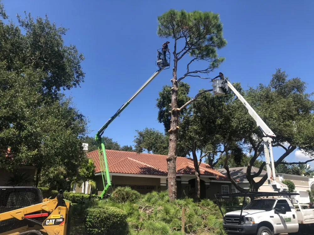 Professional outdoor landscaping in Sarasota, FL by Venture Tree Service