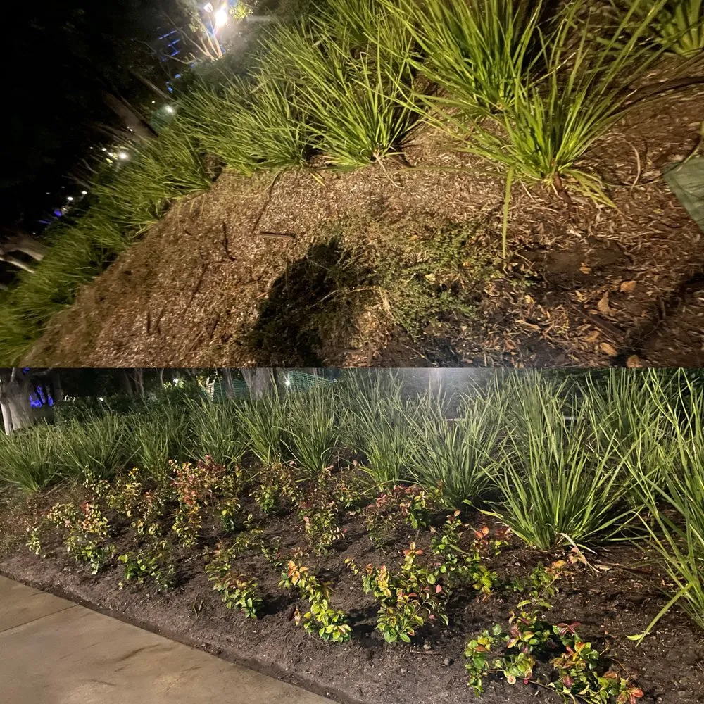 Professional yard maintenance experts serving Long Beach, CA - Vera Family Landscapes