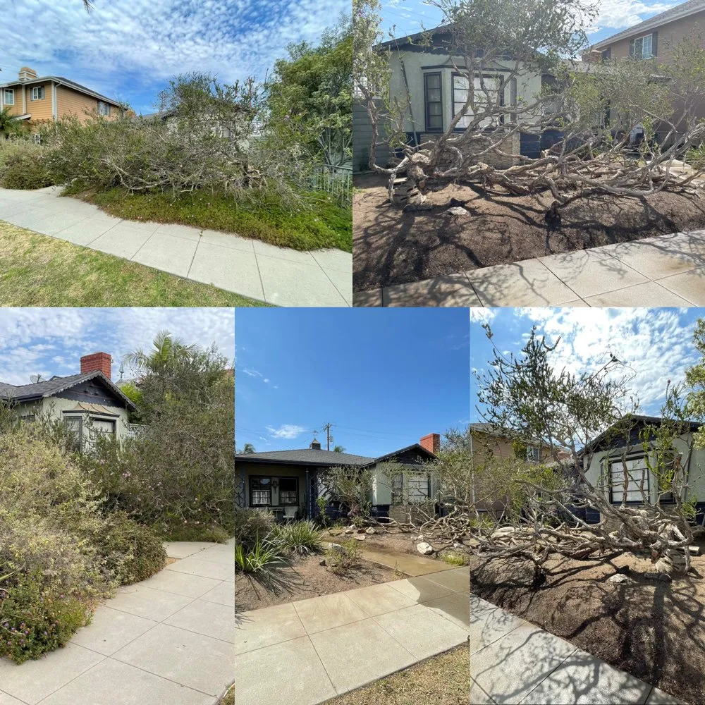 Expert yard cleanup service for residential properties across Long Beach, CA - Vera Family Landscapes