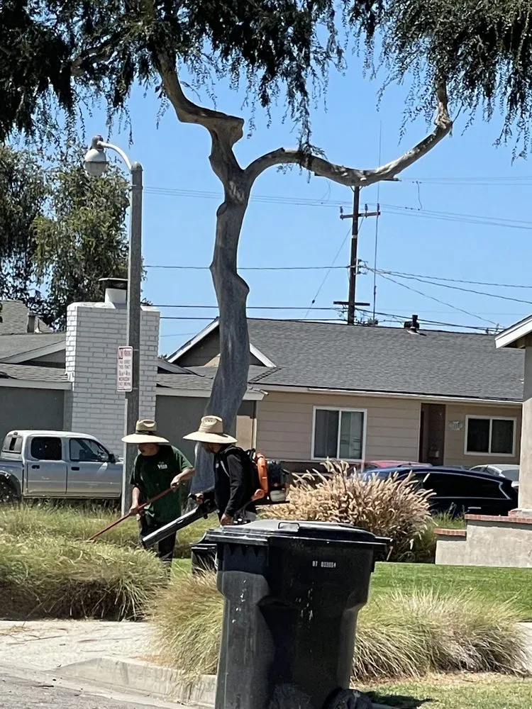 Trusted yard maintenance in Anaheim, CA by Vera Landscape