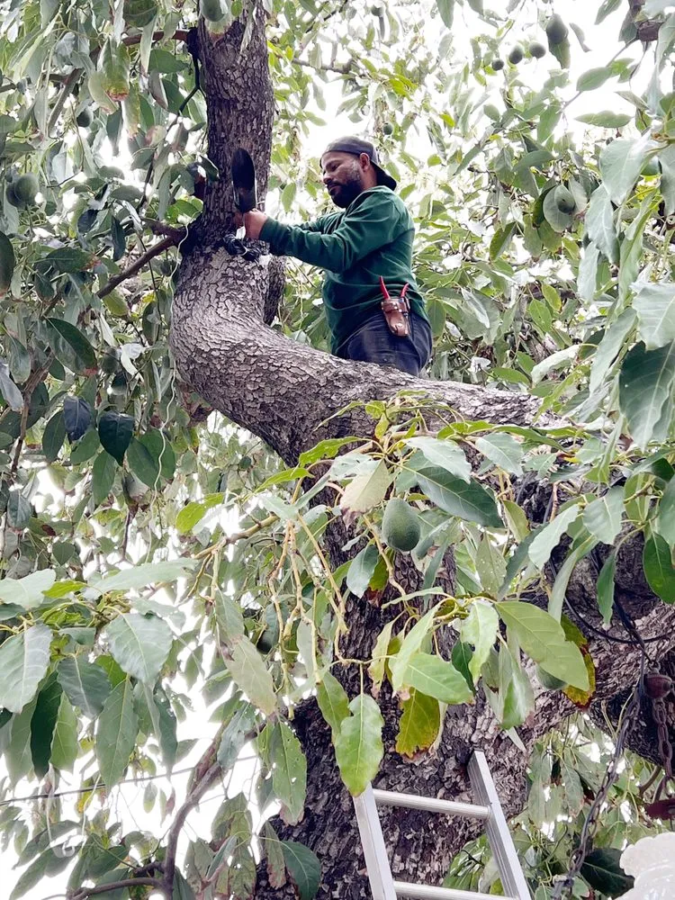 Reliable landscape installation in Anaheim, CA by Vera Landscape