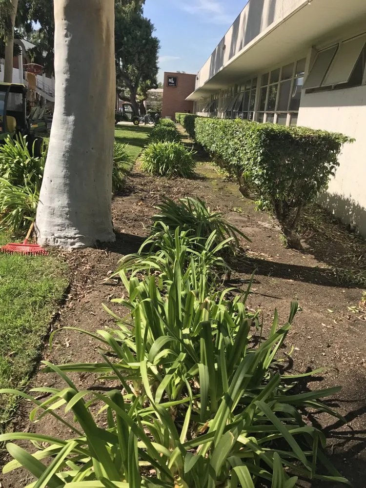 Reliable yard maintenance with custom design across Carson, CA - Vera Landscape