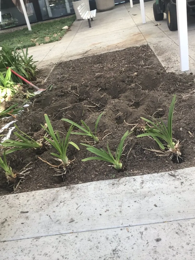 Expert yard maintenance in Carson, CA by Vera Landscape