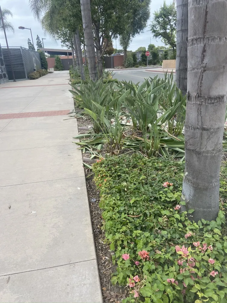 Custom landscape installation experts serving Carson, CA - Vera Landscape