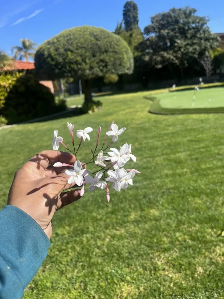 Trusted lawn care service in Carson, CA - Vera Landscape