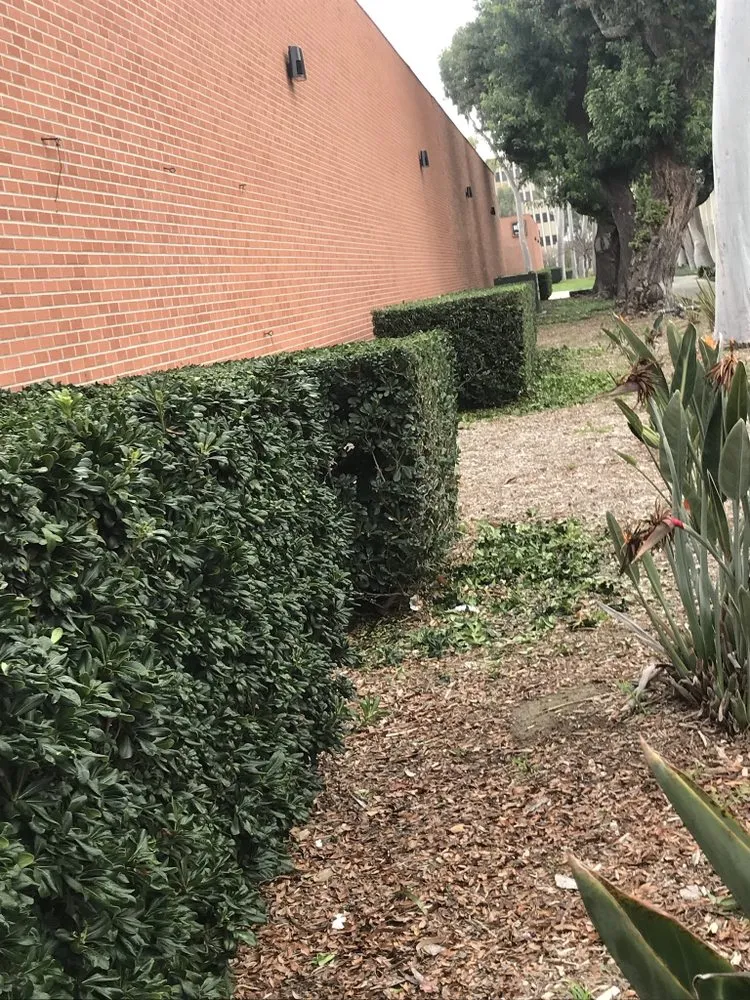 Reliable landscaping services with custom design across Carson, CA - Vera Landscape