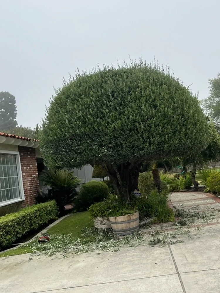 Local outdoor landscaping experts serving Carson, CA - Vera Landscape