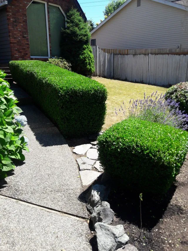 Affordable yard cleanup service in Burien, WA by Verano Landscaping