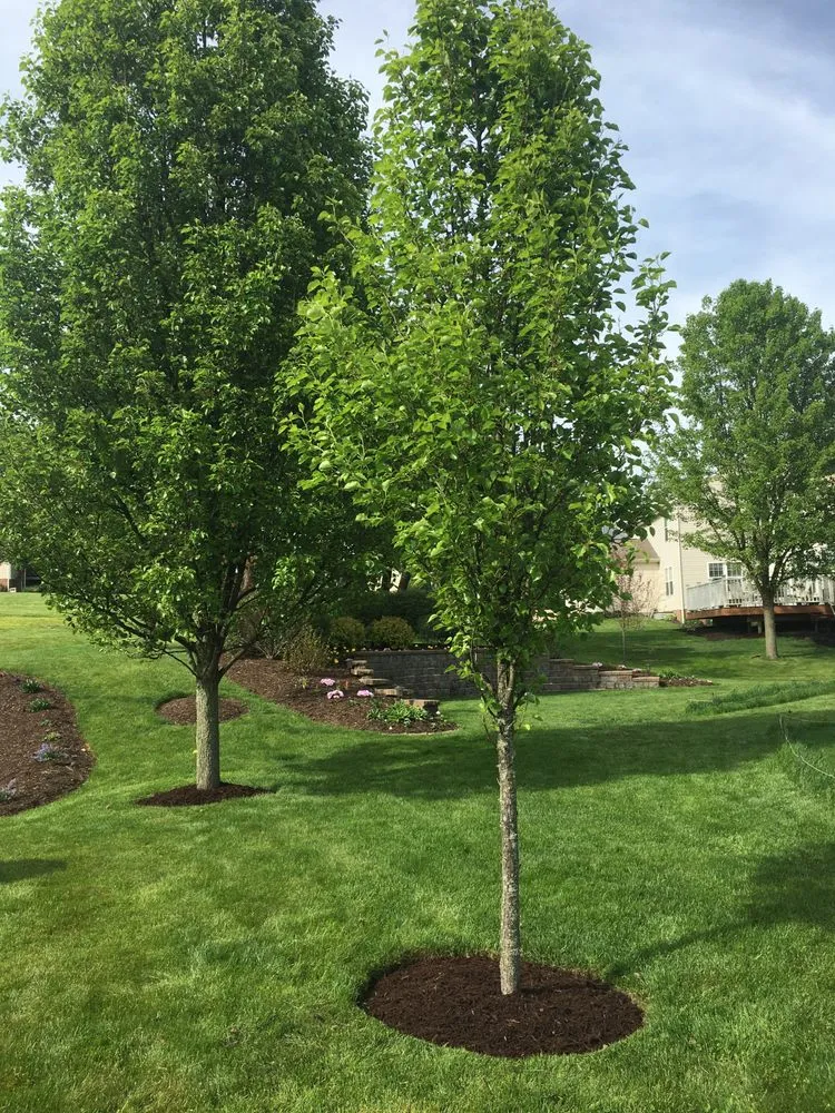 Reliable lawn mowing service with custom design across Pittsburgh, PA - Verardi Landscapes