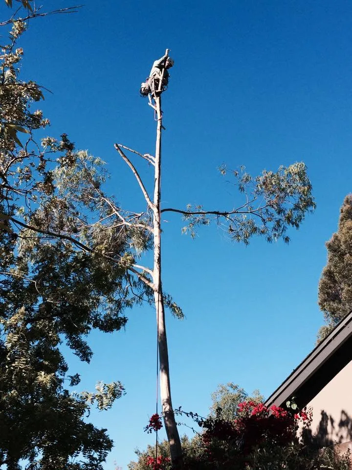 Professional yard cleanup service for homes in Gardena, CA by Vera’s Tree Service