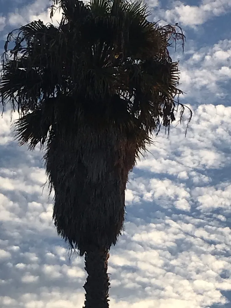 Affordable outdoor landscaping in Gardena, CA by Vera’s Tree Service