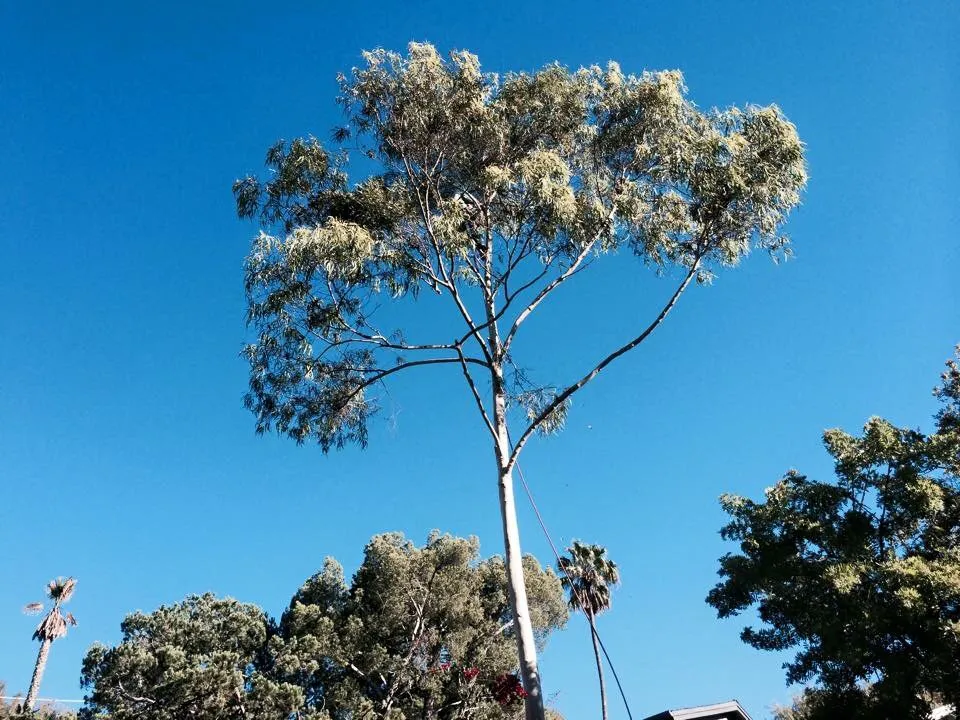 Professional outdoor landscaping for homes across Gardena, CA - Vera’s Tree Service