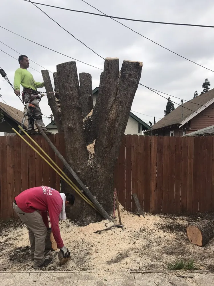 Top-rated lawn care service experts serving Gardena, CA - Vera’s Tree Service