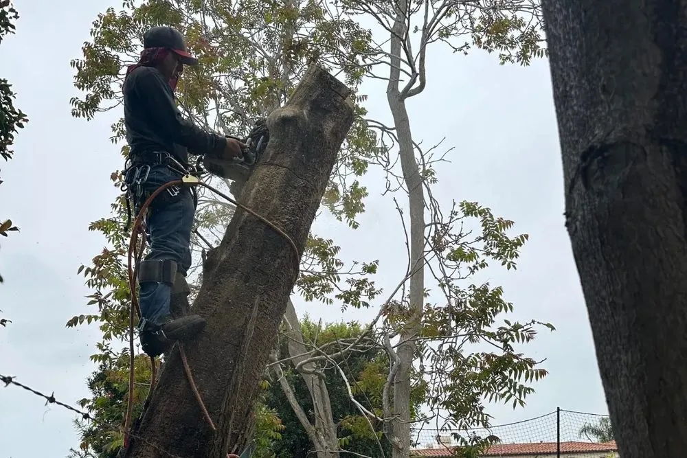 Trusted landscape installation near you in Gardena, CA by Vera’s Tree Service