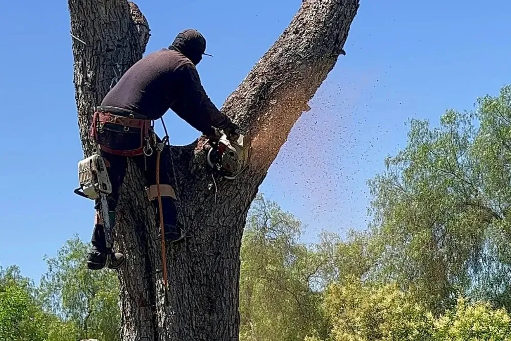 Reliable yard cleanup service experts serving Gardena, CA - Vera’s Tree Service
