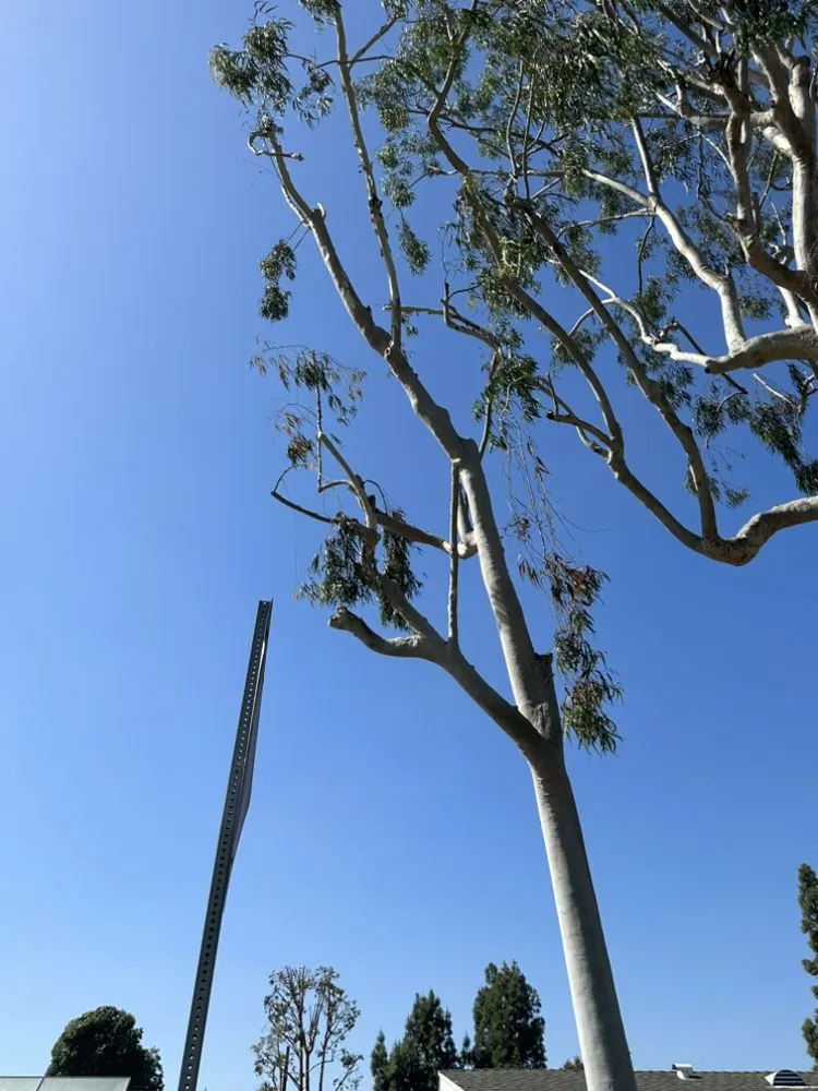 Expert lawn care service in Gardena, CA - Vera’s Tree Service