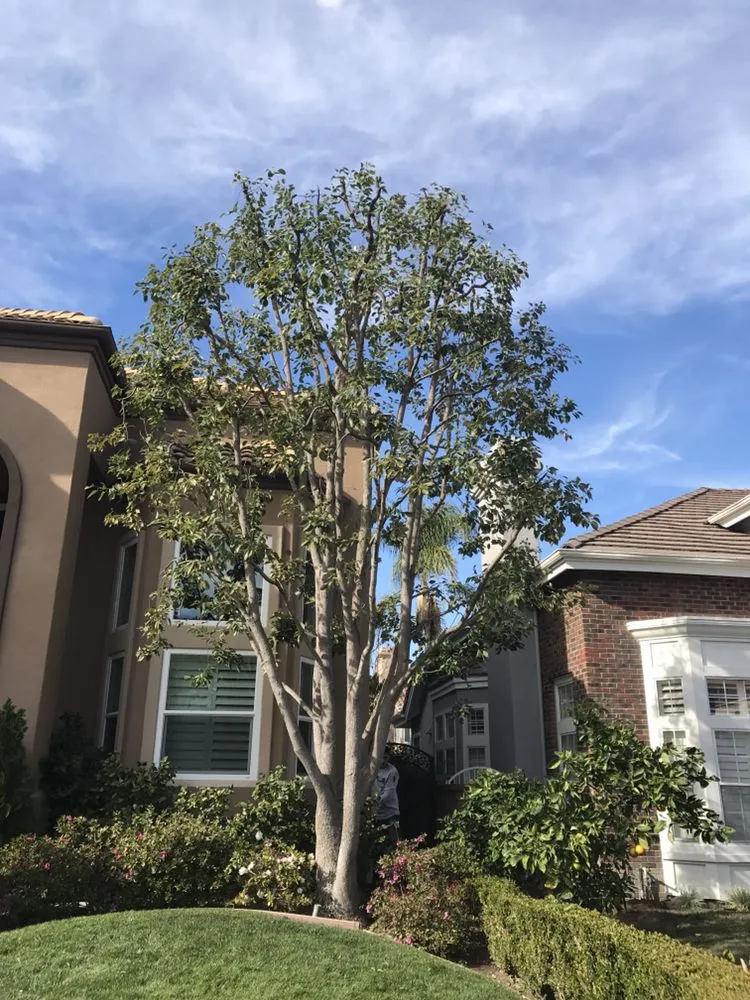 Professional landscape installation experts serving Gardena, CA - Vera’s Tree Service