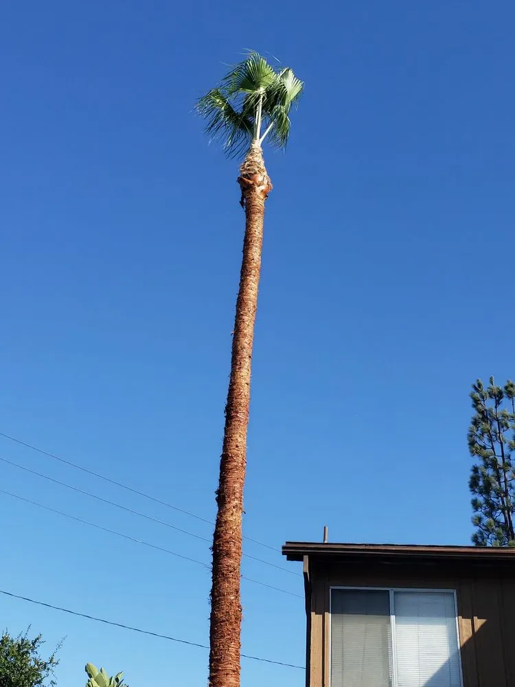 Local landscape design in Gardena, CA - Vera’s Tree Service