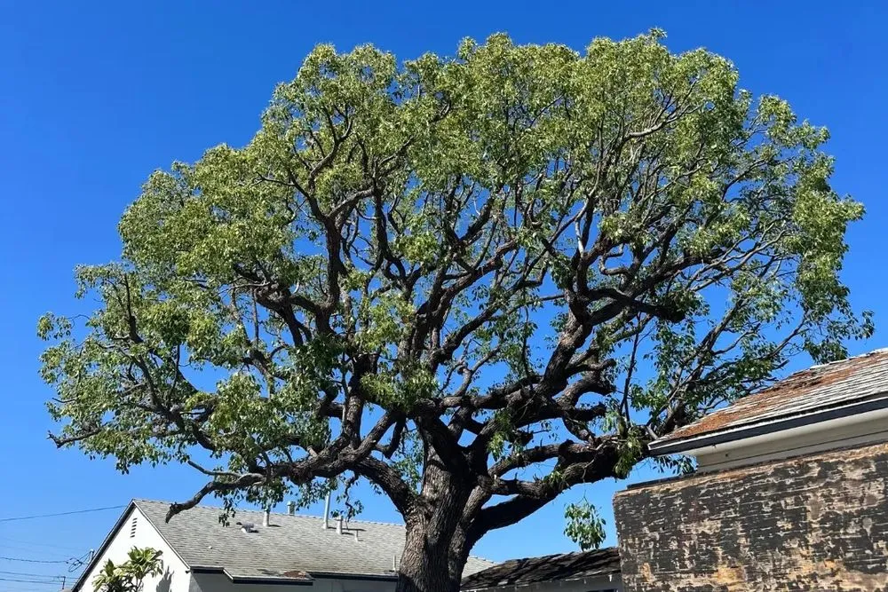 Expert yard maintenance in Gardena, CA by Vera’s Tree Service