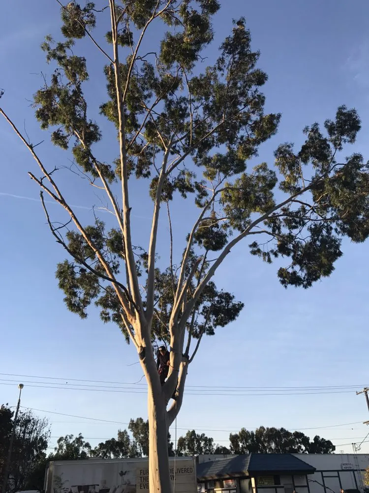 Affordable yard maintenance for beautiful yards across Gardena, CA - Vera’s Tree Service