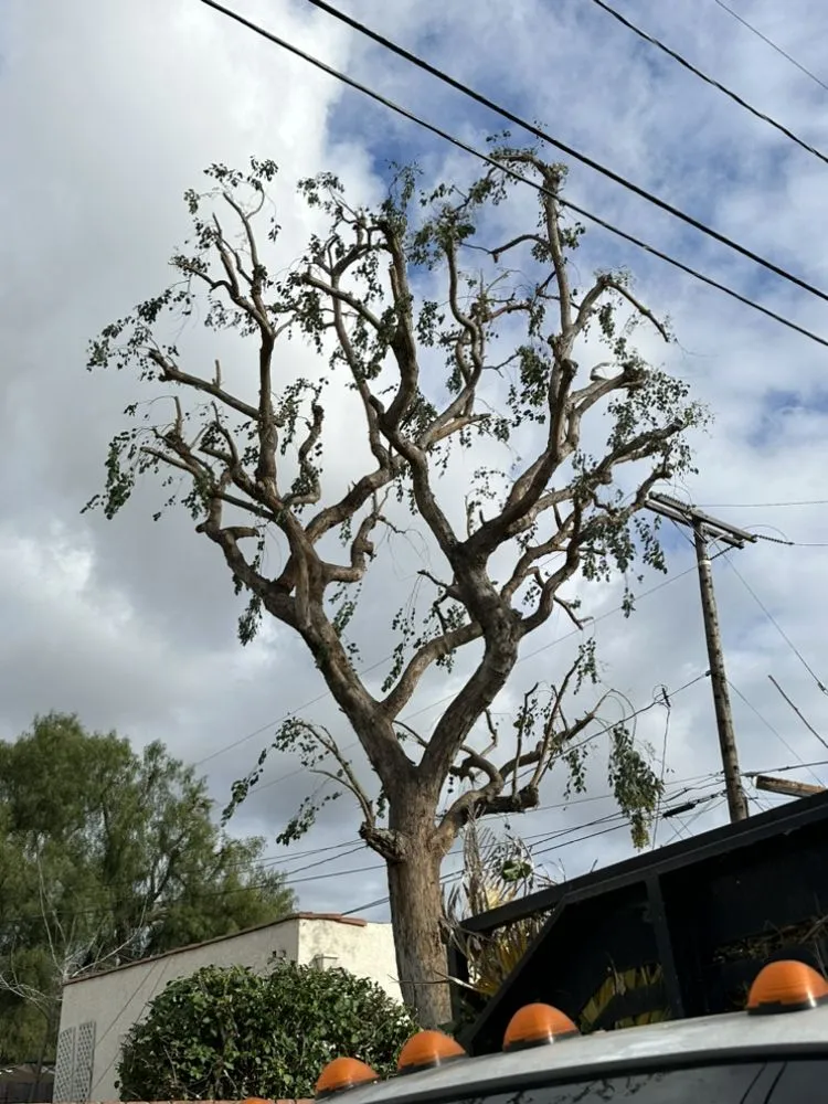 Expert lawn care service for outdoor upgrades in Gardena, CA by Vera’s Tree Service