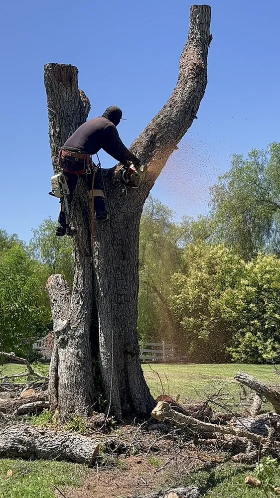 Reliable landscaping services in Gardena, CA by Vera’s Tree Service