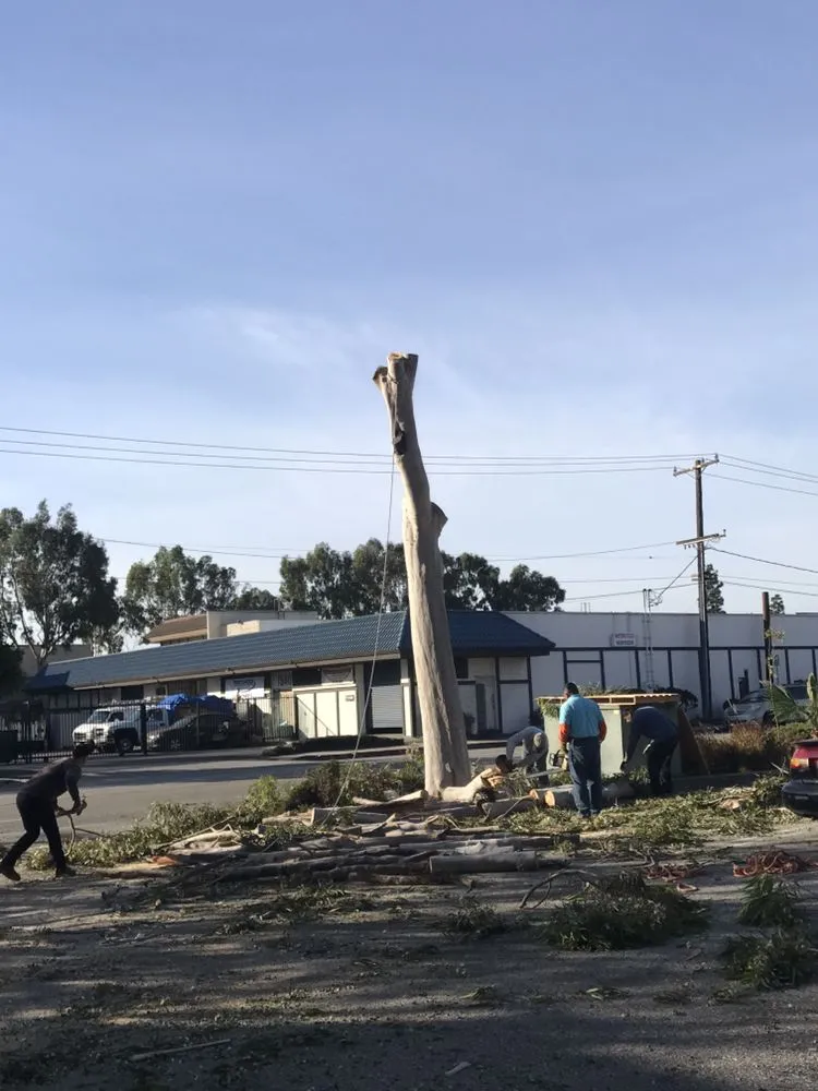 Professional garden landscaping in Gardena, CA - Vera’s Tree Service