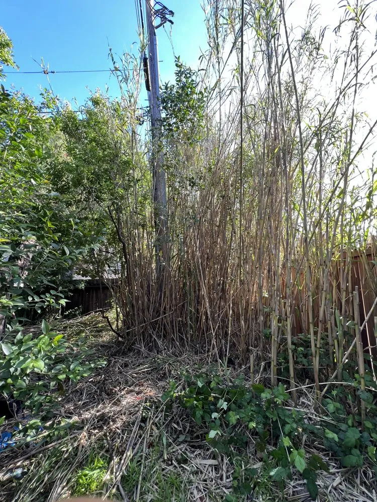 Top-rated landscaping services experts serving Novato, CA - Verawood Landscape