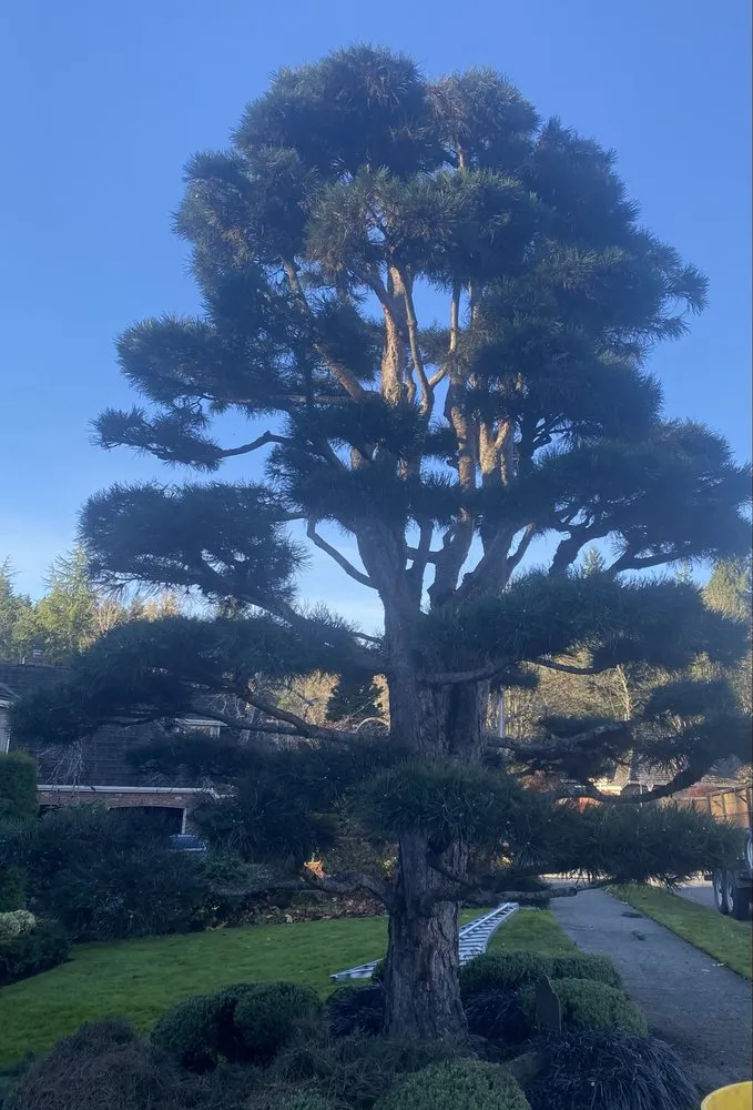 Trusted landscape installation in Shoreline, WA - Verdancraft