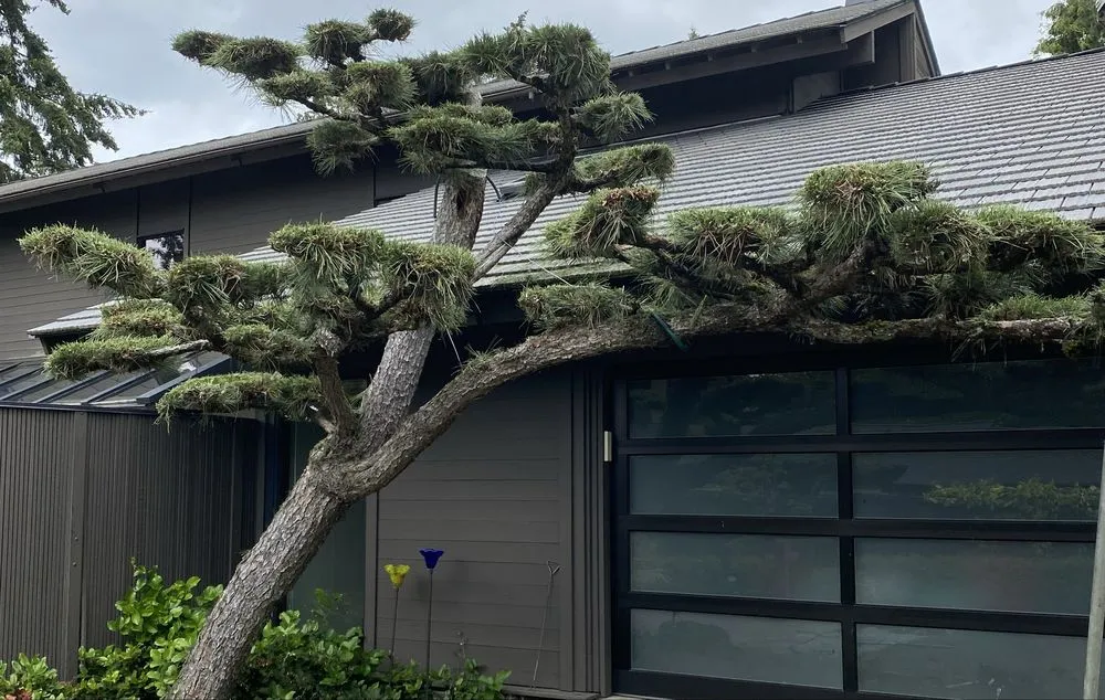 Trusted garden landscaping in Shoreline, WA - Verdancraft