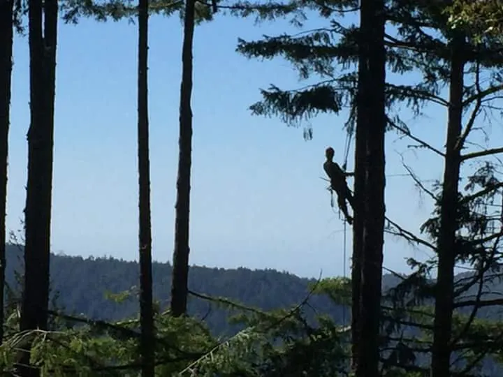 Trusted yard cleanup service experts serving Felton, CA - Verdant Arbor Care & Consulting