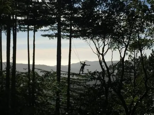 Verdant Arbor Care & Consulting