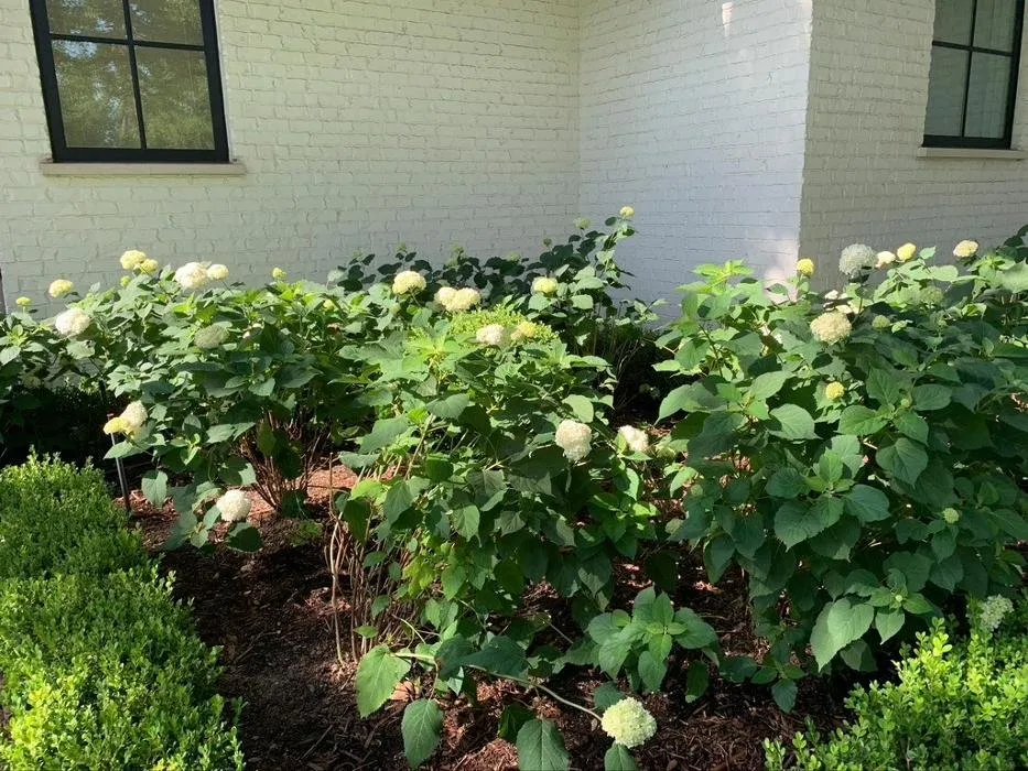 Top-rated landscape design experts serving Dallas, TX - Verdant Grounds