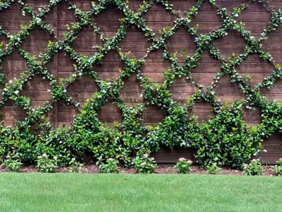 Custom lawn care service in Dallas, TX by Verdant Grounds