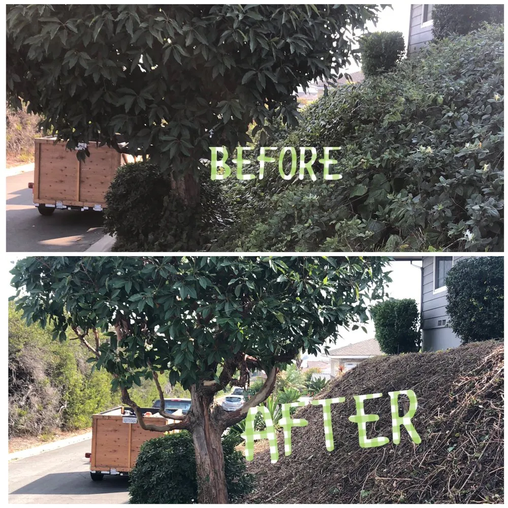 Expert landscaping services in San Diego, CA by Verdant Landscaping