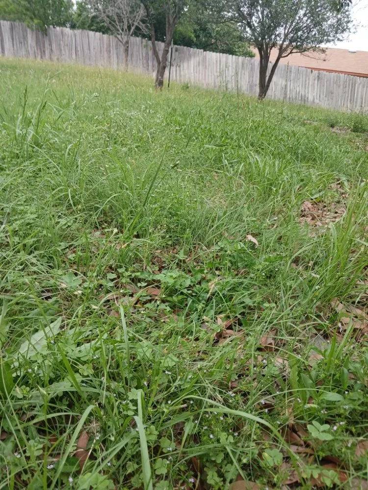 Trusted residential landscaping in Killeen, TX by Verdant Oasis