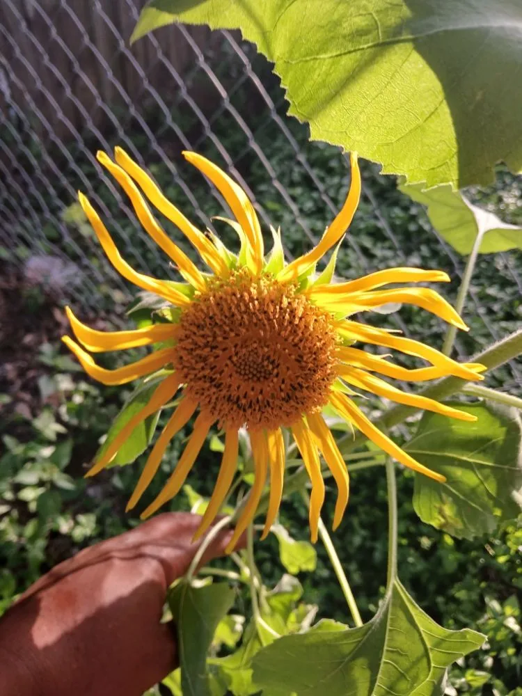 Reliable outdoor landscaping near you across Killeen, TX - Verdant Oasis