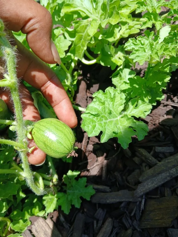 Affordable lawn care service experts serving Killeen, TX - Verdant Oasis