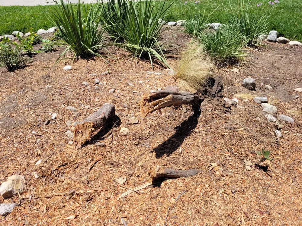 Reliable lawn care service experts serving Los Angeles, CA - Verdant Oasis Landscape and Maintenance