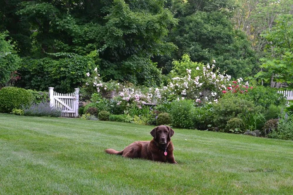 Reliable landscape installation for beautiful yards across Waccabuc, NY - Verdant View
