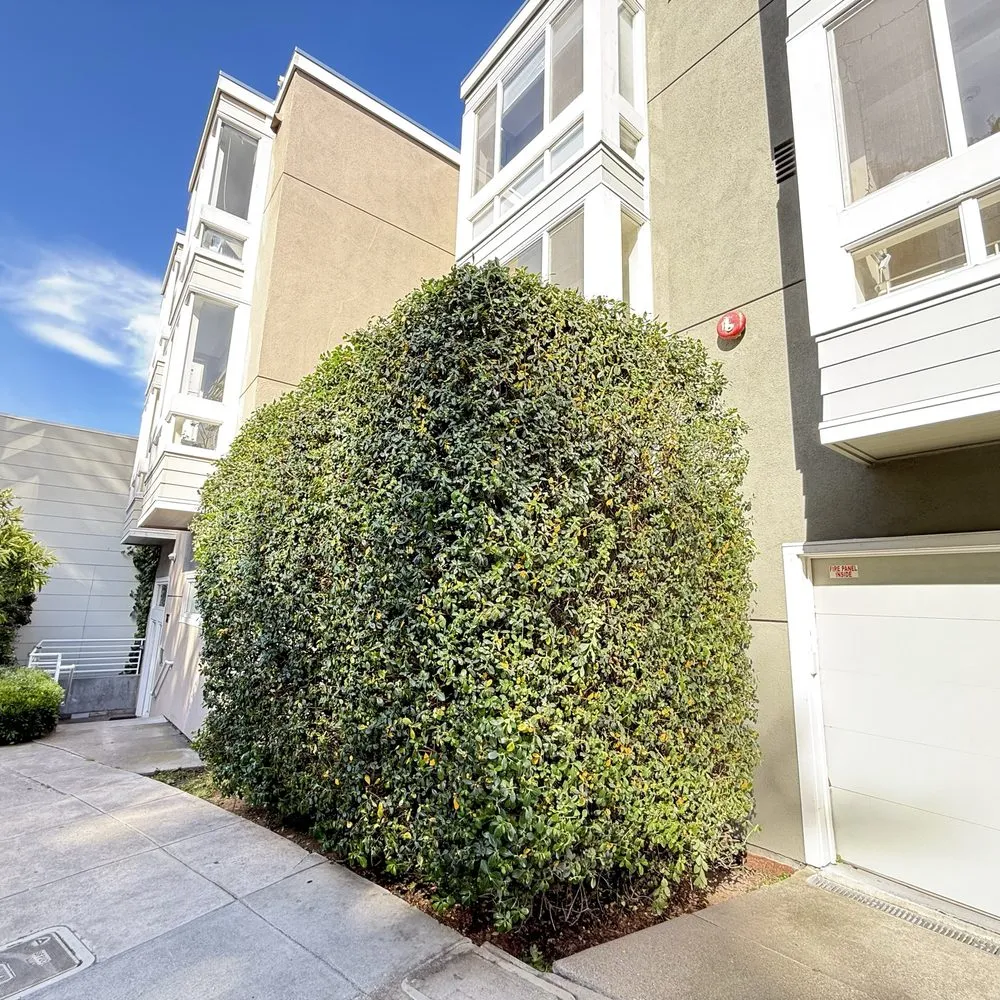 Trusted lawn care service for beautiful yards across San Francisco, CA - Verde Garden Service