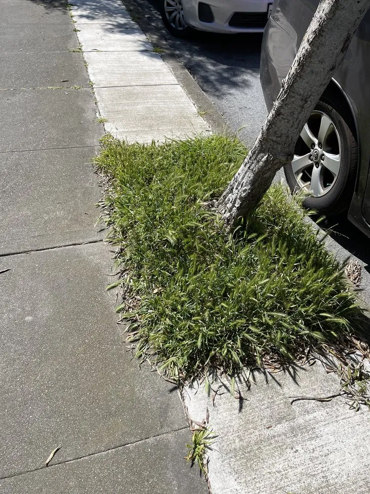 Trusted lawn mowing service for year-round maintenance in San Francisco, CA by Verde Garden Service
