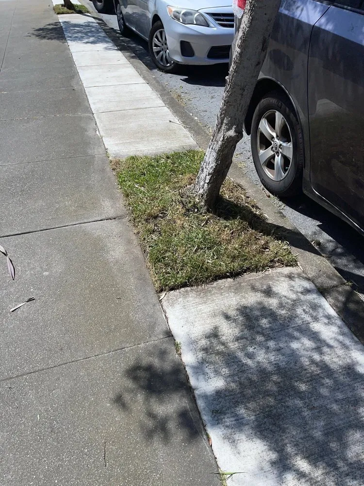 Reliable yard cleanup service with custom design across San Francisco, CA - Verde Garden Service