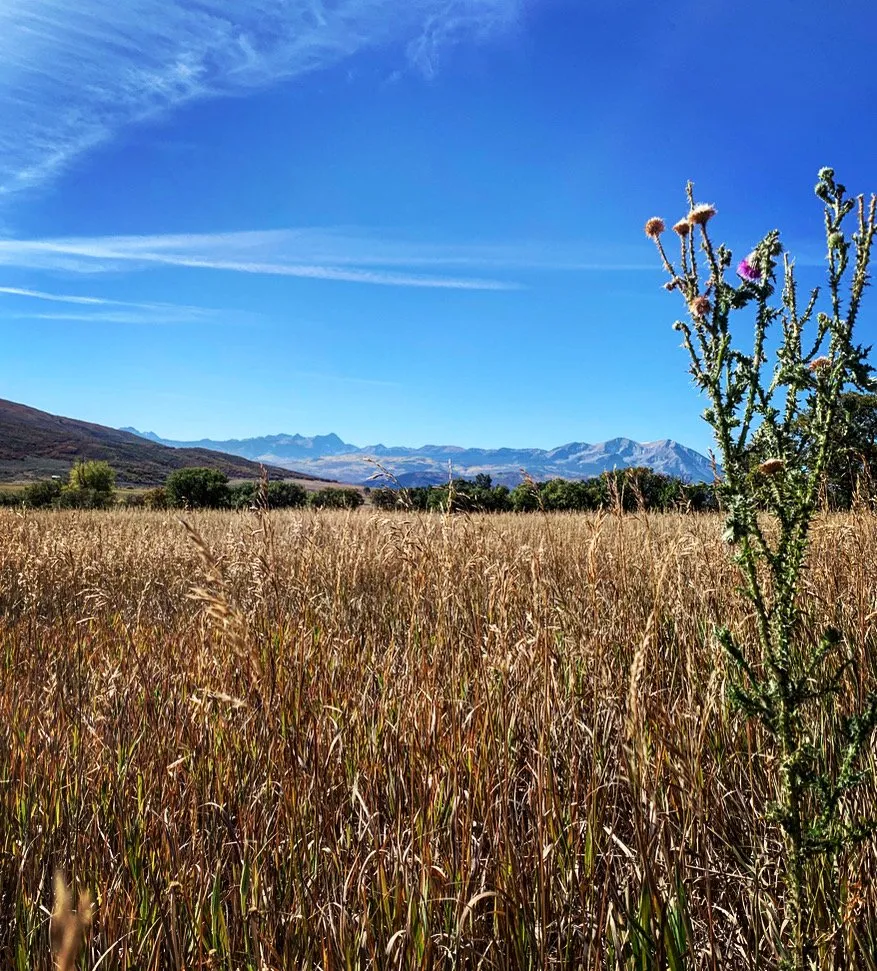 Expert landscape installation in Marble, CO by Verde Land Management