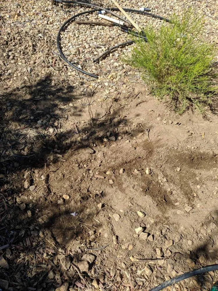 Local landscape installation in Apple Valley, CA by Verde Landscape